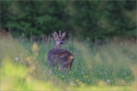 <p>SRNEC OBECNÝ (Capreolus capreolus) Šluknovsko - Království--- /European roe deer - Reh/</p>
